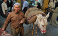 Man and his donkey - Aleppo souq, Syria