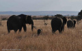 Elephants – Olare Orok Conservancy, Kenya
