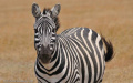 Zebra – Ol Pejeta Conservancy, Kenya 
