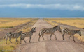 Zebra Crossing – Ngorongoro Crater, Tanzania