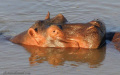 Hippo – South Luangwa National Park, Zambia