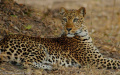 Leopard – South Luangwa National Park, Zambia