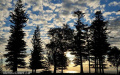 Trees - Puppy's Point, Norfolk Island Trees - Puppy's Point, Norfolk Island