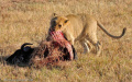 Lion feeding – Olare Orok Conservancy, Kenya