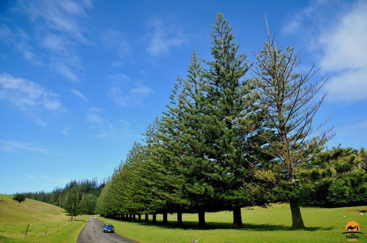 A Line of Norfolk Pines - Norfolk Island