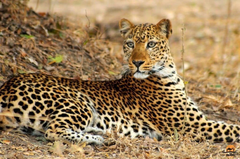 An Alert Leopard - South Luangwa National Park, Zambia