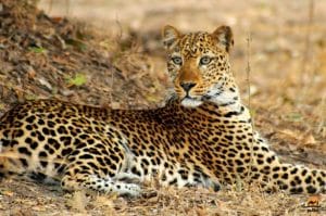 An Alert Leopard - South Luangwa National Park, Zambia