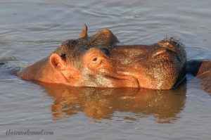 Hippo - South Luangwa National Park, Zambia