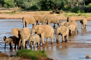 Elephants crossing the Ewaso River - Samburu National Reserve, Kenya