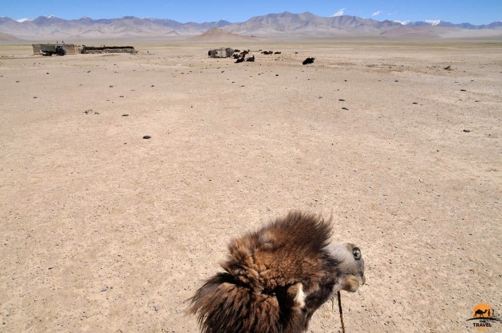 Slow Camel Trek near Rang-Kul, Tajikistan