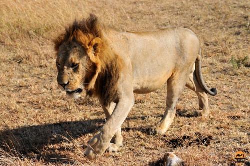 A Lion Prowls the Plains - Maasai Mara, Kenya