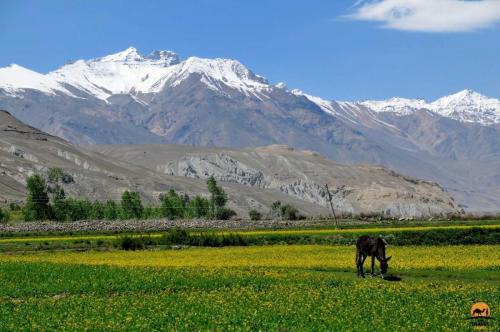 Donkey grazing in field, Wakhan Valley - Afghanistan