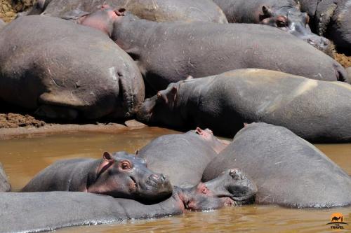 Resting Hippos - Maasai Mara National Reserve - Kenya