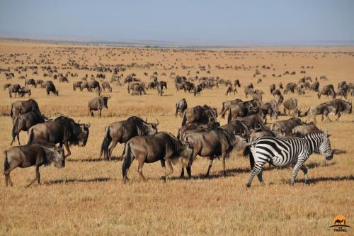 The Great Migration on the Maasai Mara - Kenya